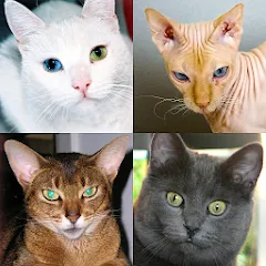 Cats Quiz Guess Popular Breeds