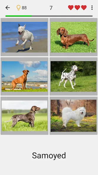 Dogs Quiz - Guess All Breeds!  [МОД Бесконечные деньги] Screenshot 1