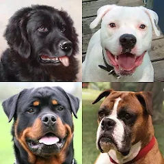 Взлом Dogs Quiz - Guess All Breeds!  [МОД Бесконечные деньги] - стабильная версия apk на Андроид