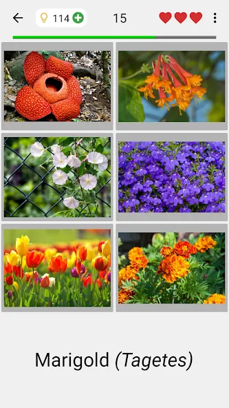 Flowers Quiz - Identify Plants  [МОД Бесконечные деньги] Screenshot 2