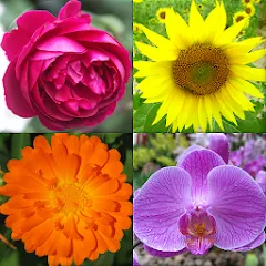 Скачать взлом Flowers Quiz - Identify Plants  [МОД Бесконечные деньги] - стабильная версия apk на Андроид